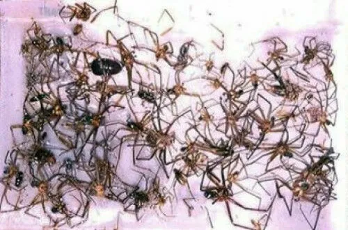 24 Cockroach Spider Scorpion Silverfish Roach Insect Control Glue Sticky Traps