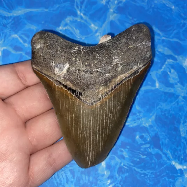 Megalodon Shark Tooth 4.17” Huge Teeth Meg Scuba Diver Direct Fossil Nc 2702