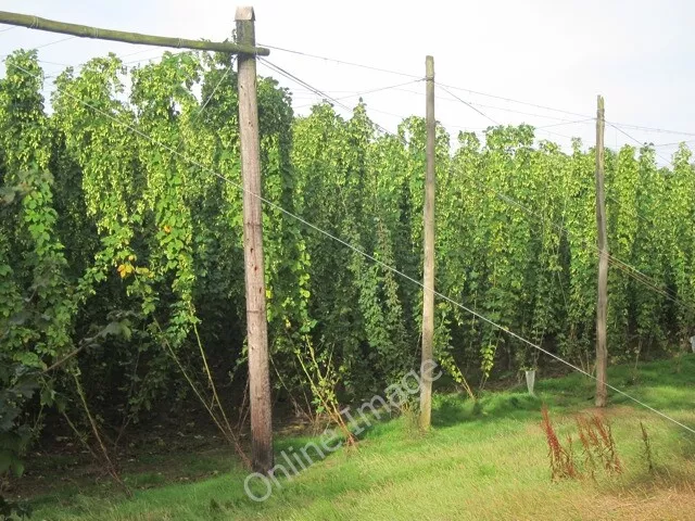 Photo 6x4 Hop field Linkhill 3 c2011