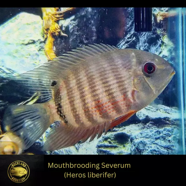 Mouthbrooding Severum Cichlid - Heros liberifer - Live Fish  (3")