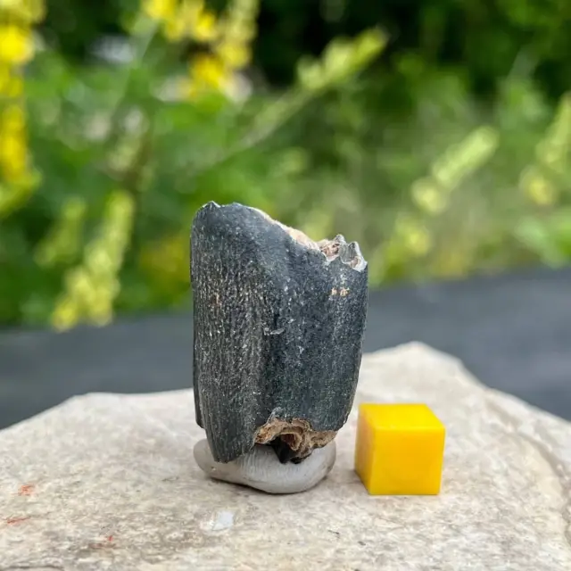 Fossilised bison tooth - pleistocene british ice age fossil