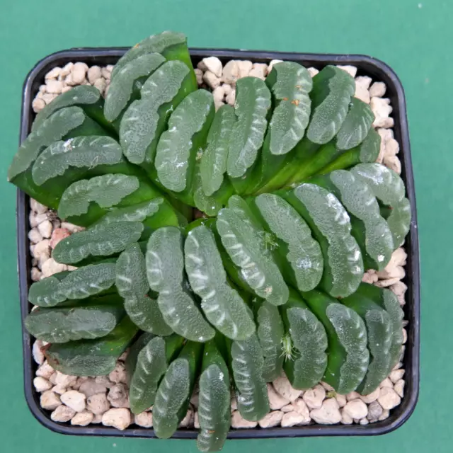 Haworthia truncata, S. of Schoemanshook, 10,0 cm große Altpflanze, Rarität (43)