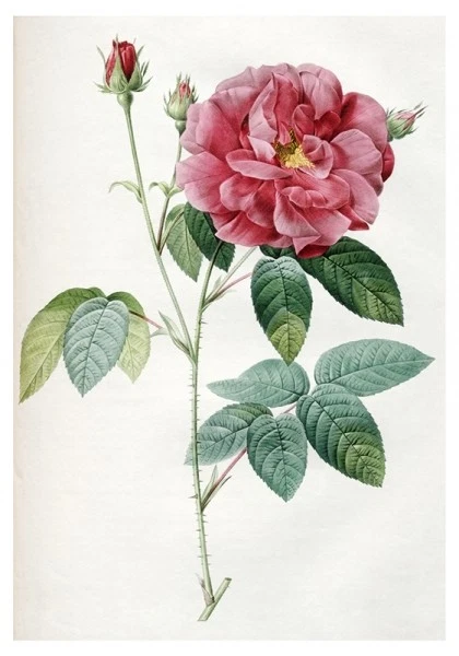 Dogrose French. Pierre-Joseph Redoute Russian modern Postcard Art / Postcrossing