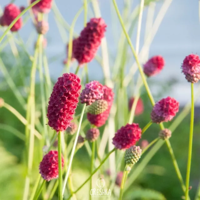 Sanguisorba officinalis 30+ PIEZAS semillas frescas, Burnet, Great Burnet, Burnet rosa