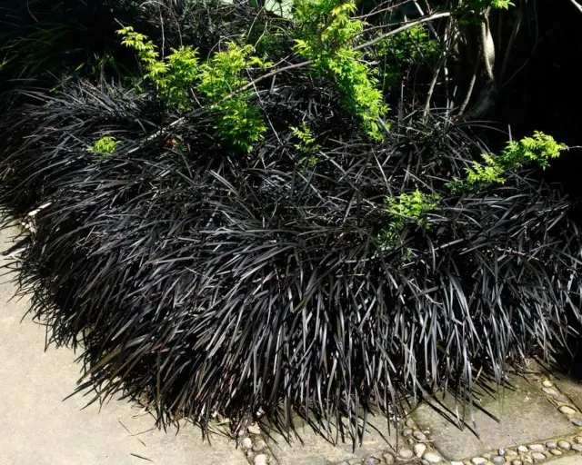 Black Grass Tropical 3L Ophiopogon planiscapus Nigrescens Delivered to your door