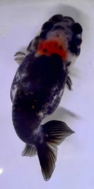 LIVE pond goldfish  Fish~ Goldfish Ranchu goldfish koi pond 4 Inch