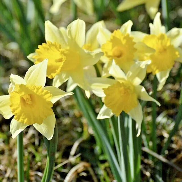 10 WILD DAFFODIL BULBS| Top Quality Narcissus spring flowering Bulbs 3