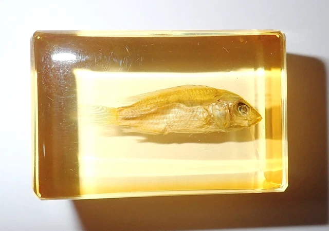 Electric Yellow Fish in Amber Clear Lucite Block Learning Aid TE1A