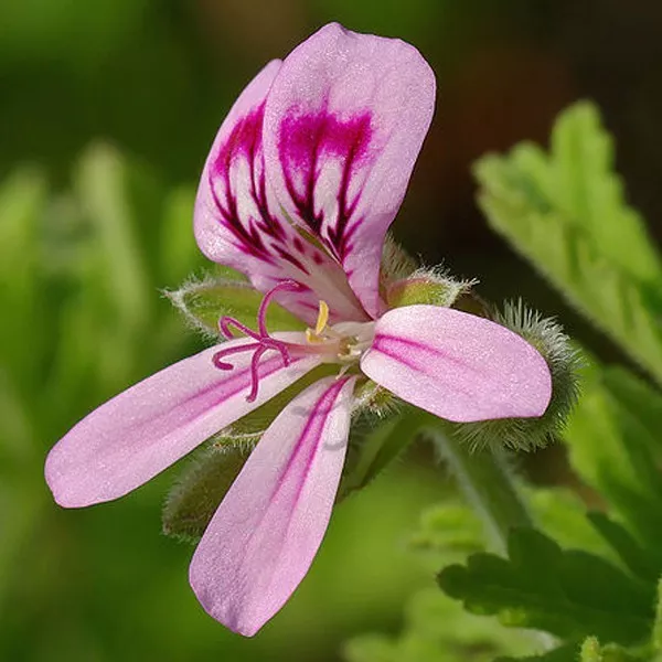 Huile essentielle GERANIUM ROSAT - pelargonium graveolens