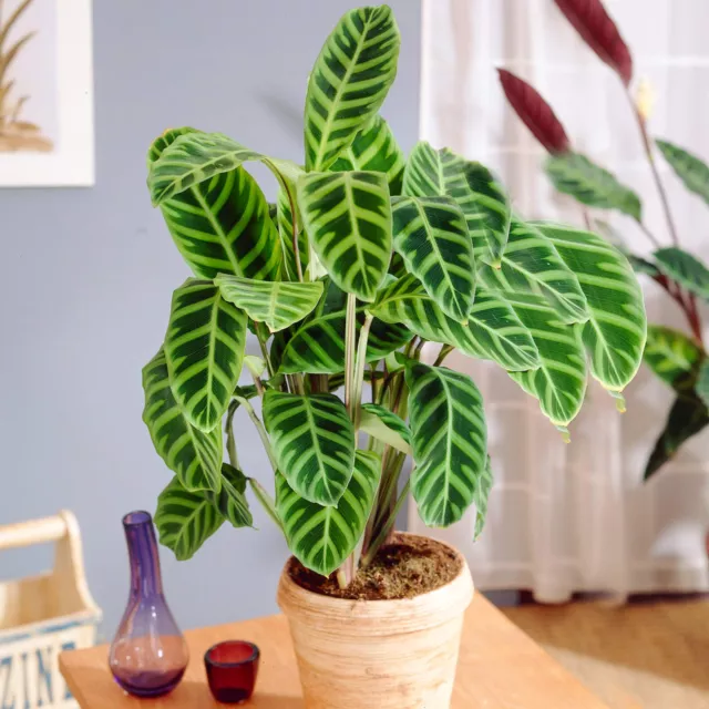 Calathea Zebrina Tropical Exotic House Plant in 8cm pot