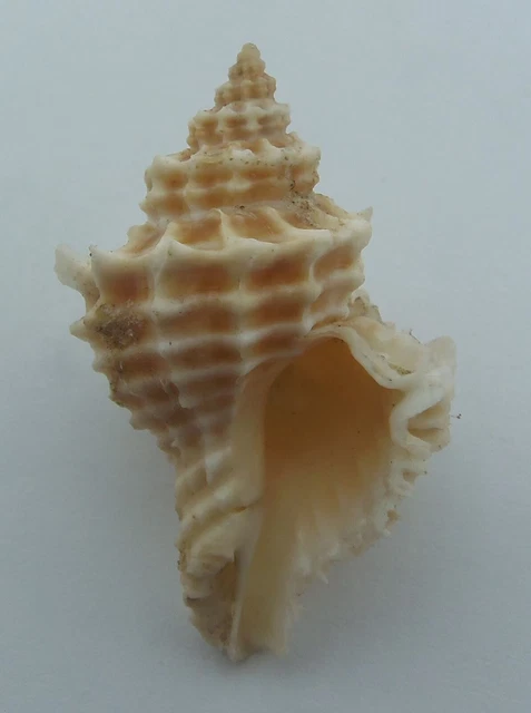 Concha Fimbriada Falso LatiaXis Lataxiena fimbriata