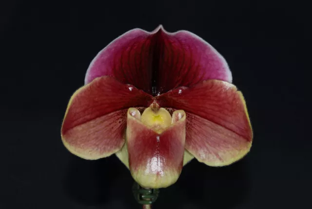 Slipper Orchids- Intersectional Type Paphiopedilum Seedling 68mm pots