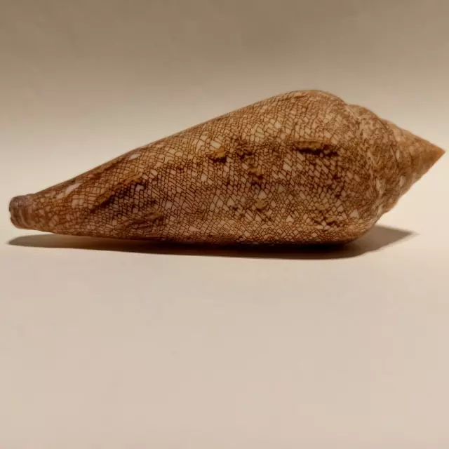 Meeresschnecke Conus gloriamaris 127 mm  Excelenter  Riese