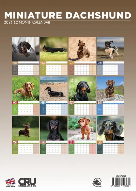 MINIATURE DACHSHUND DOG 2026 A3 Calendar £14.22 PicClick UK
