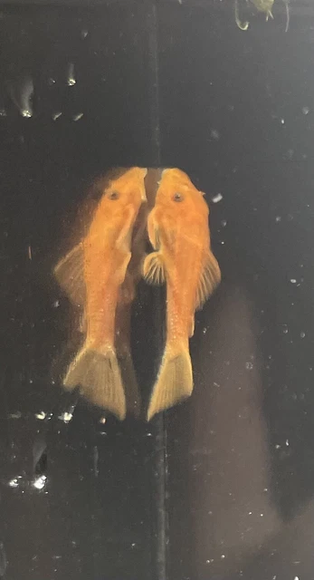 Super-Red Bristlenose Pleco (x6) 1" Live Fresh Water Grown in Aquaponics System 2