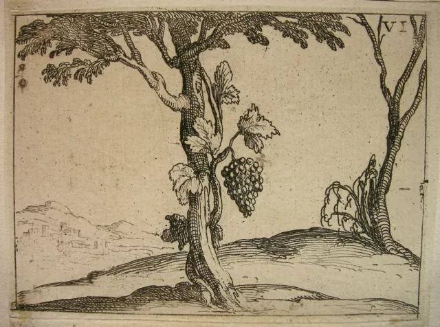 Callot `Ein Weinstockt Umrankt Eine Ulme´ L. 632 Ii (Ii), Radierung (~1625) 1646