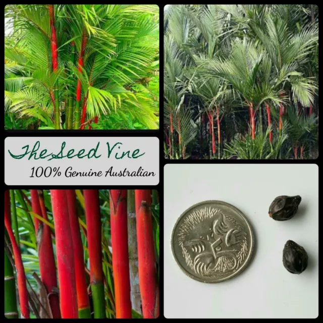 5+ LIPSTICK PALM TREE SEEDS (Cyrtostachys renda) Red Tropical Indoor Plant