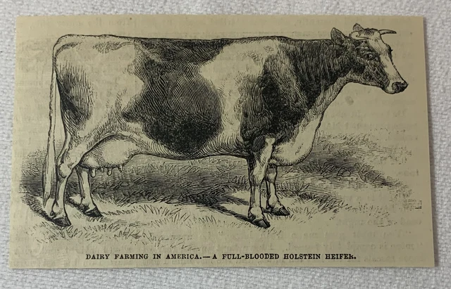 1880 magazine engraving ~ FULL BLOODED HOLSTEIN HEIFER