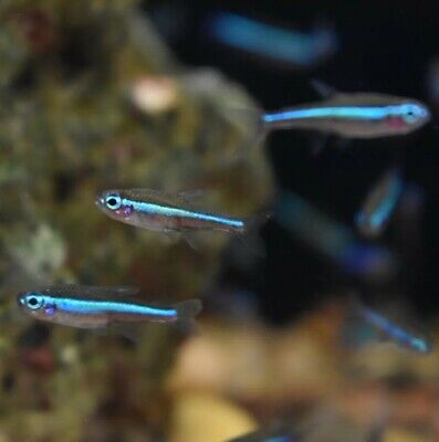 Live Green Neon Tetras (Pack of 12 Freshwater Aquarium Nano Fish) *PLS READ DESC