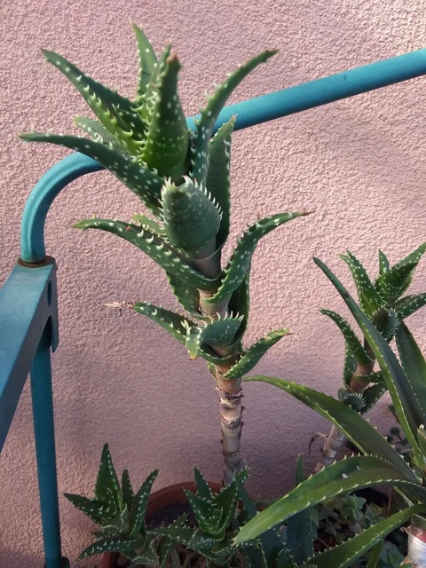 1 TALEA ALOE JUVENNA brevifolia variegata maculata +1 omaggio EUR 4,20 -  PicClick IT