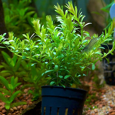 Rotala Indica Bossii Potted Stems Freshwater Live Aquarium Plants Decoration Ada