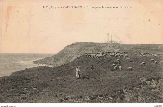 62 CAP GRIS NEZ _S03809_ Un Troupeau de Moutons sur la Falaise Agriculture
