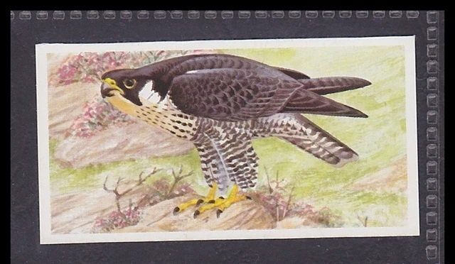 PEREGRINE FALCON - 30 + year old English Trade Card # 1