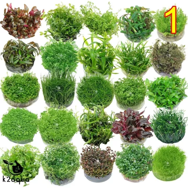 Live Aquarium Plants In Vitro - Aquatic Tropical Fish Aquascaping Carpet InVitro