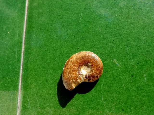 Fosiles Ammonite " Fabuloso Harpoceras Piritizado De Aveyron(Francia) -  11A22 "