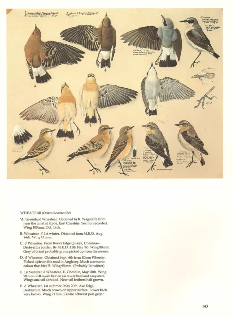 Vintage Oiseau Imprimé ~ Wheatear Mâle Hiver & Été Plummage 2