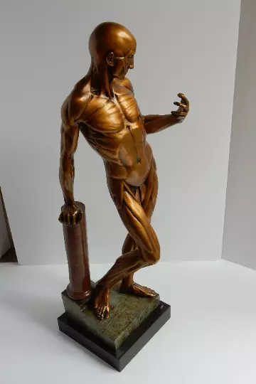 Large French Bronze Marble Anatomical Study of Flayed Male Sculpture Medical