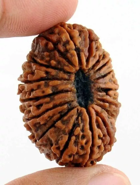 Rudraksha à 17 faces : découvrez le pouvoir de la perle rare Mukhi avec un...