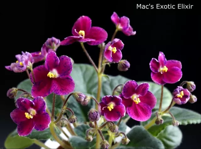Hoja/hoja de elixir exótico de Mac's violeta africana violeta de Usambara.