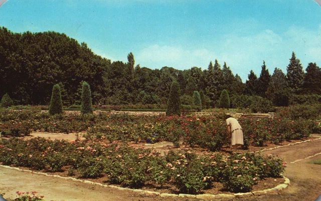 Tulsa, Oklahoma, OK, Tulsa Municipal Rose Garden, Chrome Vintage Postcard e5423