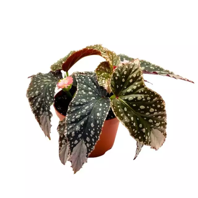 Harmony's Silver Monarch Angel Wing Cane Begonia 6 inch Premium Hybrid