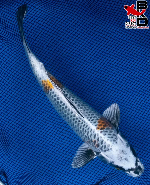 9" KUJAKU Live Koi Fish Garden Pond Fin BKD T8