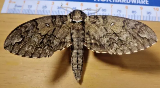 Waved Sphinx Moth Ceratomia undulosa Sphingidae Lepidoptera Southeast Texas C211