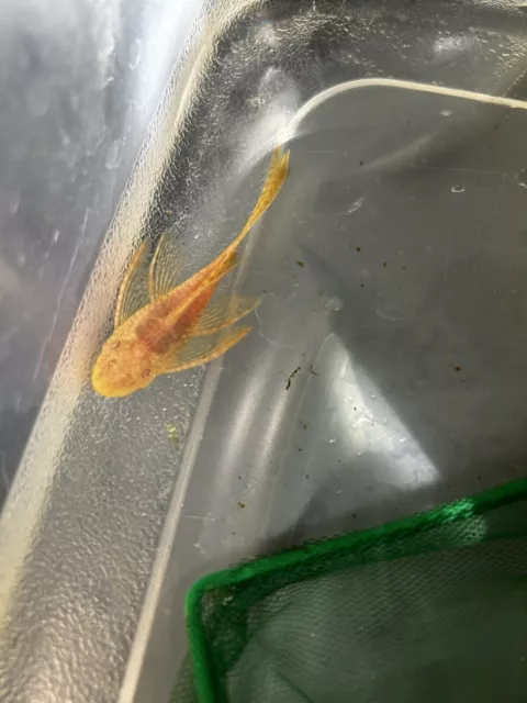 5 Albino Long Fin Bristlenose Plecos.  (.75”-1.25”)