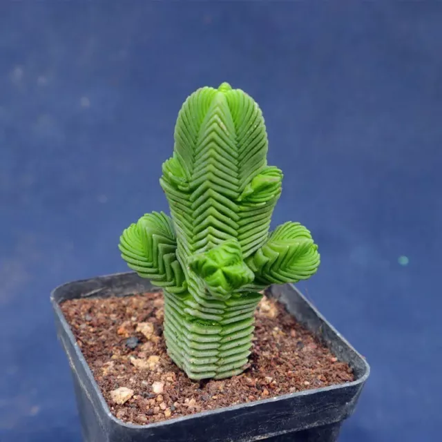 5CM Succulent Live Plant Crassula Quadrangularis Crassulaceae Home Garden Rare