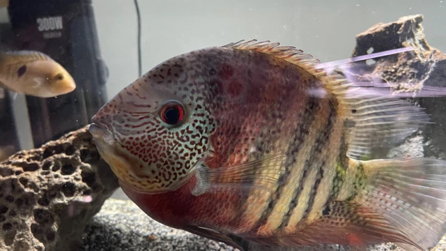 Red Tiger Severum (Heros Severus)
