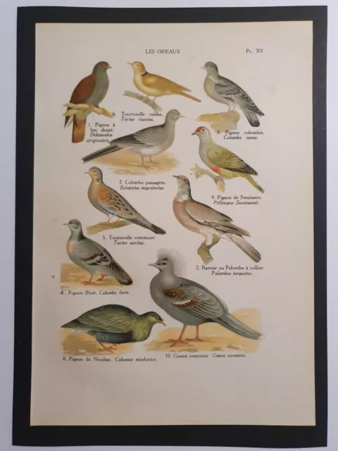 original non-text engraving year. 1928 Birds Pigeon Turtle Dove Ramier