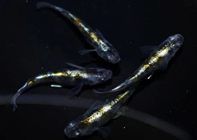 oirann medaka rice fish eggs 20+α  [花魁]  made in Japan　Killifish