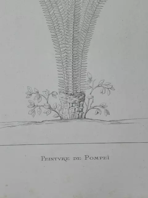 Gravure XIXème Antiquité curiosa Peinture de Pompéi art antique plante 3