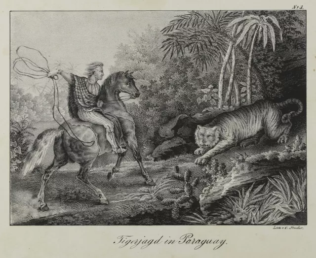 Tigerjagd in Paraguay. Lithografie von C. Studer, um 1840