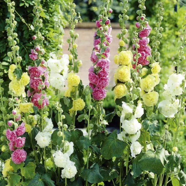 HOLLYHOCK( Alcea Rosea ) Chaters Double Mixed 60 Seeds flower garden cottage