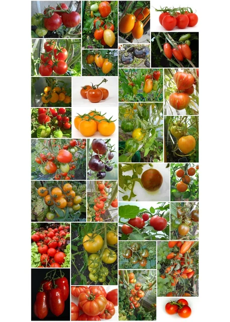 35 unterschiedliche Tomaten *Alte Sorten *zum aussuchen *Samen je 15-20 Korn