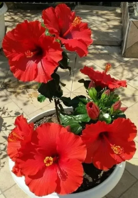 Hibiscus Seeds Perennial Hardy Flower Garden 20 Seed Red