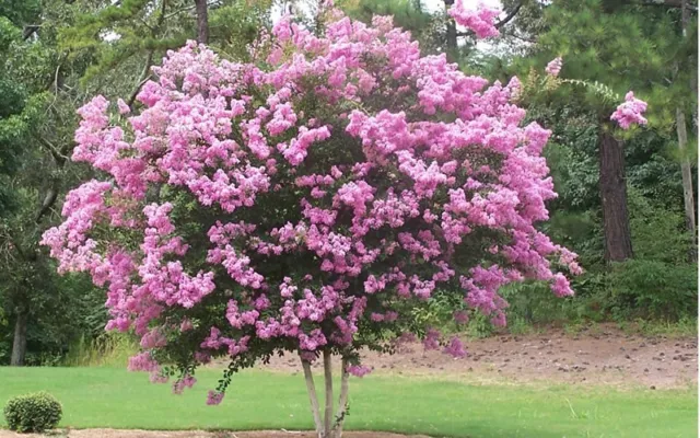 10 x Common Crape Myrtle Tree seeds. Lagerstroemia indica..