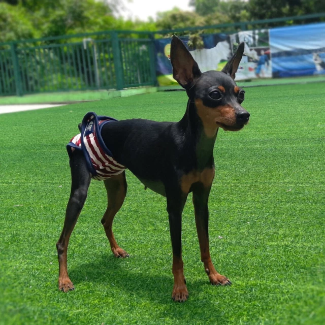 SOBW Wiederverwendbare Hundewindeln, Haustier Mädchen Hunde Physiologische Hosen 2