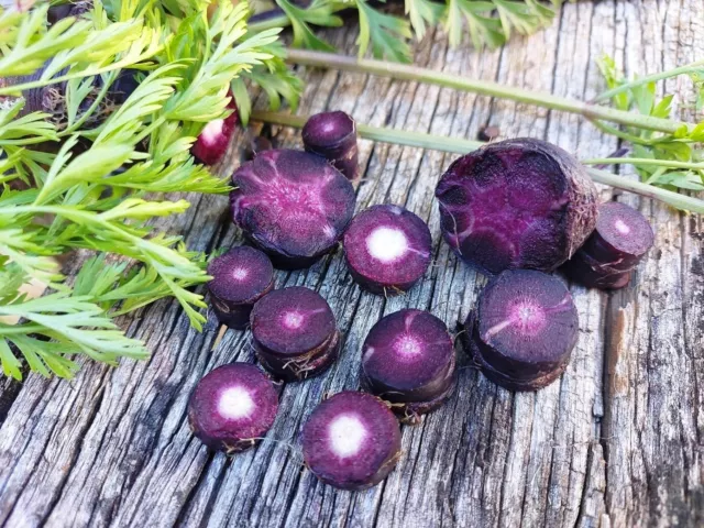 CARROT 'Black Nebula' 50 seeds RARE HEIRLOOM vegetable garden purple winter veg